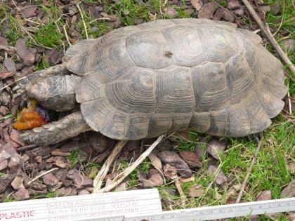 Testudo marginata -weissingeri  Tiere